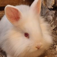 Coniglio Nano da Compagnia Testa di Leone