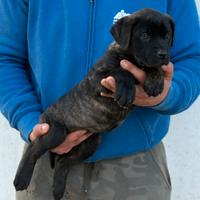 Cucciola di Cane corso