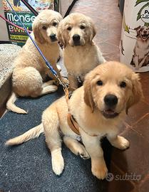 Golden retriever pedigree Enci