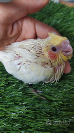 Calopsite allevate a mano