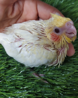 Calopsite allevate a mano