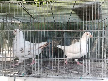 Colombi incrocio tra King, Piacentini e doppio pet