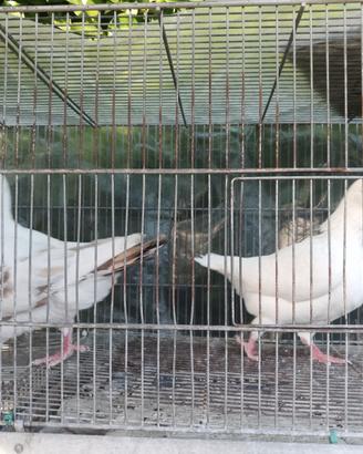 Colombi incrocio tra King, Piacentini e doppio pet