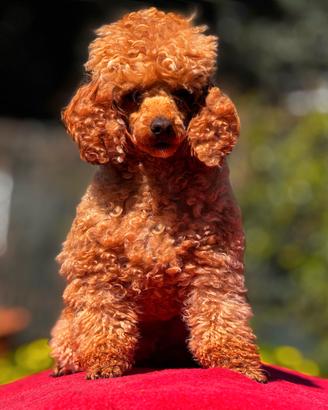 Stallone di Barboncino Red Toy per accoppiamenti