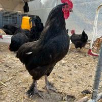 Gallo olive egger