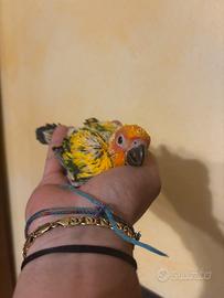 Conuri del sole pappagallo baby imbecco pulli