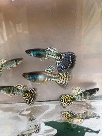 Guppy