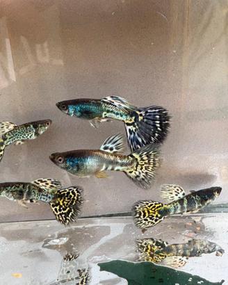 Guppy
