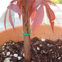 Acero aceri Giapponese Bloodgood rosso