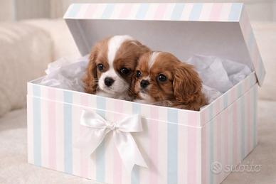 Cavalier King Ruby e Bianco/Arancio taglia piccola