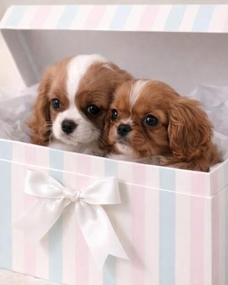 Cavalier King Ruby e Bianco/Arancio taglia piccola