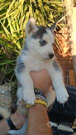 Cuccioli husky siberiano
