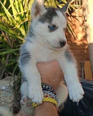 Cuccioli husky siberiano