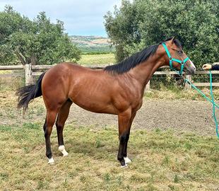 Cavalli Puledro Paint maschio