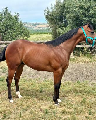 Cavalli Puledro Paint maschio