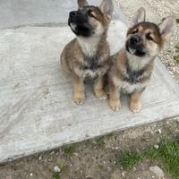 2 cucciole Gerberian Shepsky