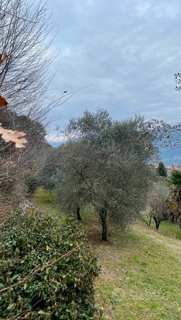 Terreno agricolo con olivi