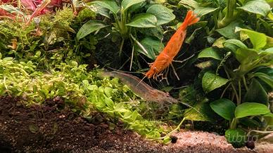Neocaridine Yellow neon e japonica