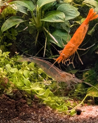 Neocaridine Yellow neon e japonica