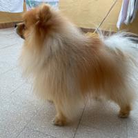 Spitz pomerania maschio per monta