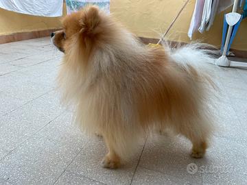 Spitz pomerania maschio per monta