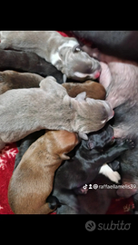 Cuccioli staffordshire detto staffy