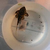 Loricaridi l204 panaqolus albivermis