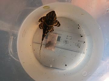 Loricaridi l204 panaqolus albivermis
