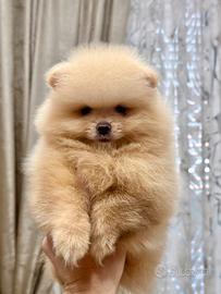 Spitz di Pomerania nano