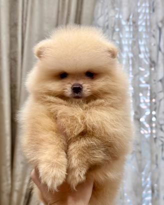 Spitz di Pomerania nano