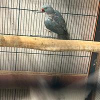 Parrocchetto dal collare femmina sessata