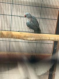 Parrocchetto dal collare femmina sessata