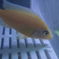 Aulonocara fire fish