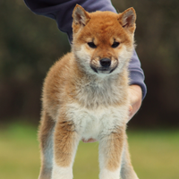 Cucciolo Shiba Inu nome Toshiro con pedigree ENCI