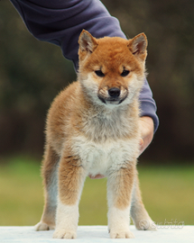 Cucciolo Shiba Inu nome Toshiro con pedigree ENCI