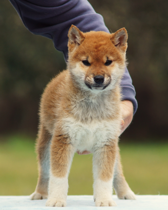 Cucciolo Shiba Inu nome Toshiro con pedigree ENCI