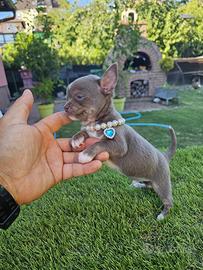 Chihuahua