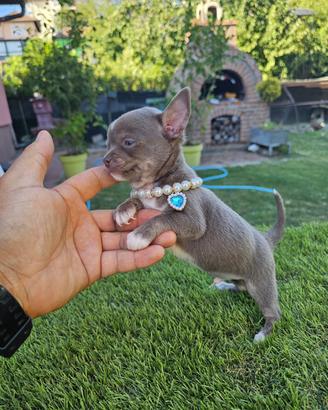 Chihuahua