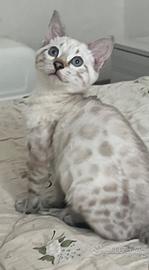 Cuccioli pura razza bengala su prenotazione