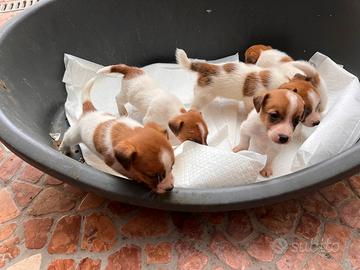 Cuccioli di jack Russell terrier con pedigree ENCI