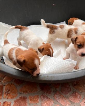 Cuccioli di jack Russell terrier con pedigree ENCI