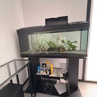 Acquario