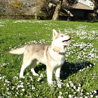 ? Disponibili Cuccioli di Siberian Husky - 4 Mesi