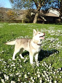 ? Disponibili Cuccioli di Siberian Husky - 4 Mesi