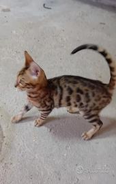 Gatti bengala