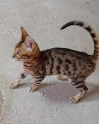 Gatti bengala