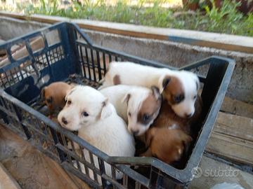 Cuccioli meticci