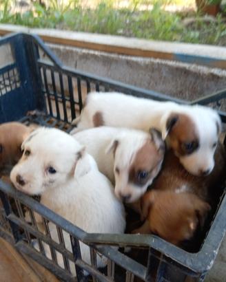 Cuccioli meticci