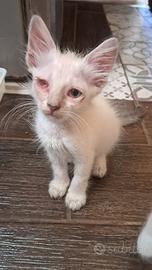 Gatto di due mesi