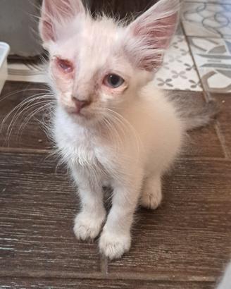 Gatto di due mesi